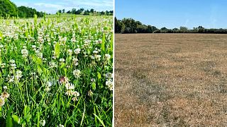 Sam Jones' grass has completely dried up this year as temperatures rise in the United Kingdom. Last year's field (left) versus this year (right).