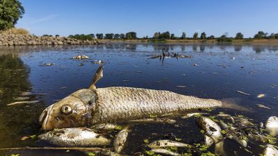 В реке Одра плавают тонны мертвой рыбы. 11 августа 2022