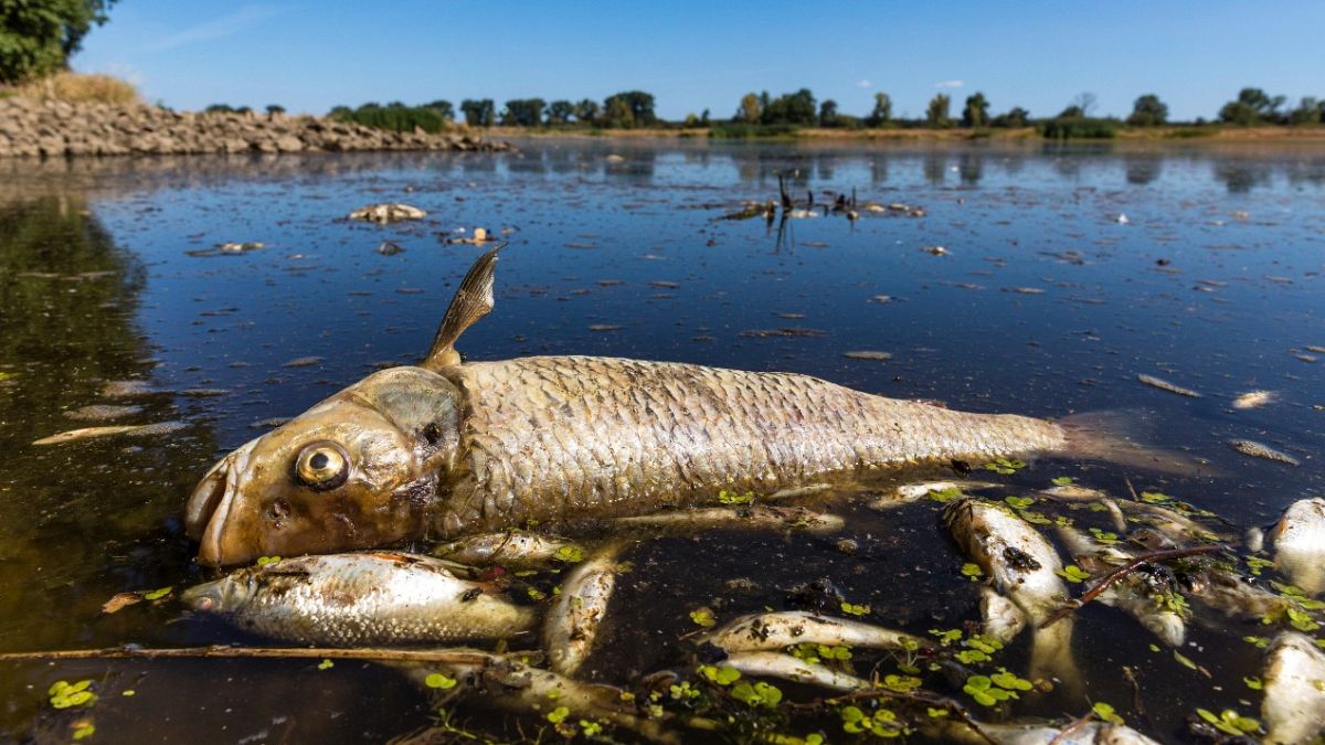 Elpusztult halak az Oderában Németország és Lengyelország határán 2022. augusztus 11-én