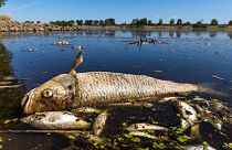 Elpusztult halak az Oderában Németország és Lengyelország határán 2022. augusztus 11-én
