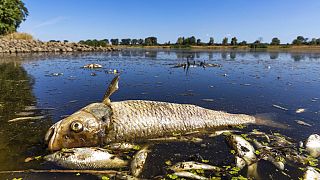 Dead fish in the Oder River near Brieskow-Finkenheerd, eastern Germany, Thursday, 11 Aug., 2022.
