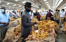 A tobacco farmer holds his crop before the opening of the tobacco selling season in Harare, Zimbabwe, 30 March 2022.