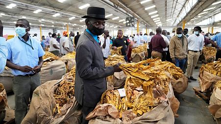 A tobacco farmer holds his crop before the opening of the tobacco selling season in Harare, Zimbabwe, 30 March 2022.