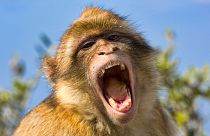 Researchers believe the reason why humans evolved to speak while monkeys and apes didn't is the lack of extra vocal tissue humans have lost over time.
