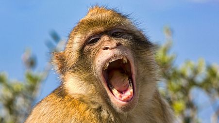 Researchers believe the reason why humans evolved to speak while monkeys and apes didn't is the lack of extra vocal tissue humans have lost over time.