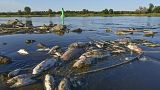 Das massenhafte Fischsterben in der Oder hat im Grenzgebiet zu Polen Alarmstimmung ausgelöst.