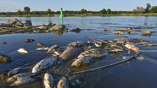 Peces muertos en el río Oder, en la frontera entre Polonia y Alemania