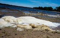  In this June 6, 2018, file photo, PFAS foam washes up on the shoreline of Van Etten Lake in Oscoda Township, Michigan, US.