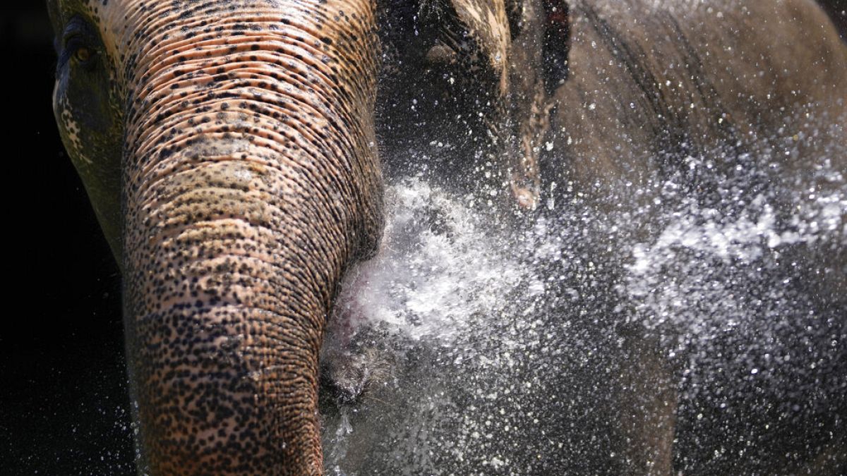 An animal keeper sprays a jet of water on a elephant at the Belgrade Zoo in Serbia an unusually warm temperatures.