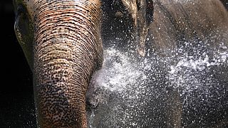 An animal keeper sprays a jet of water on a elephant at the Belgrade Zoo in Serbia an unusually warm temperatures.