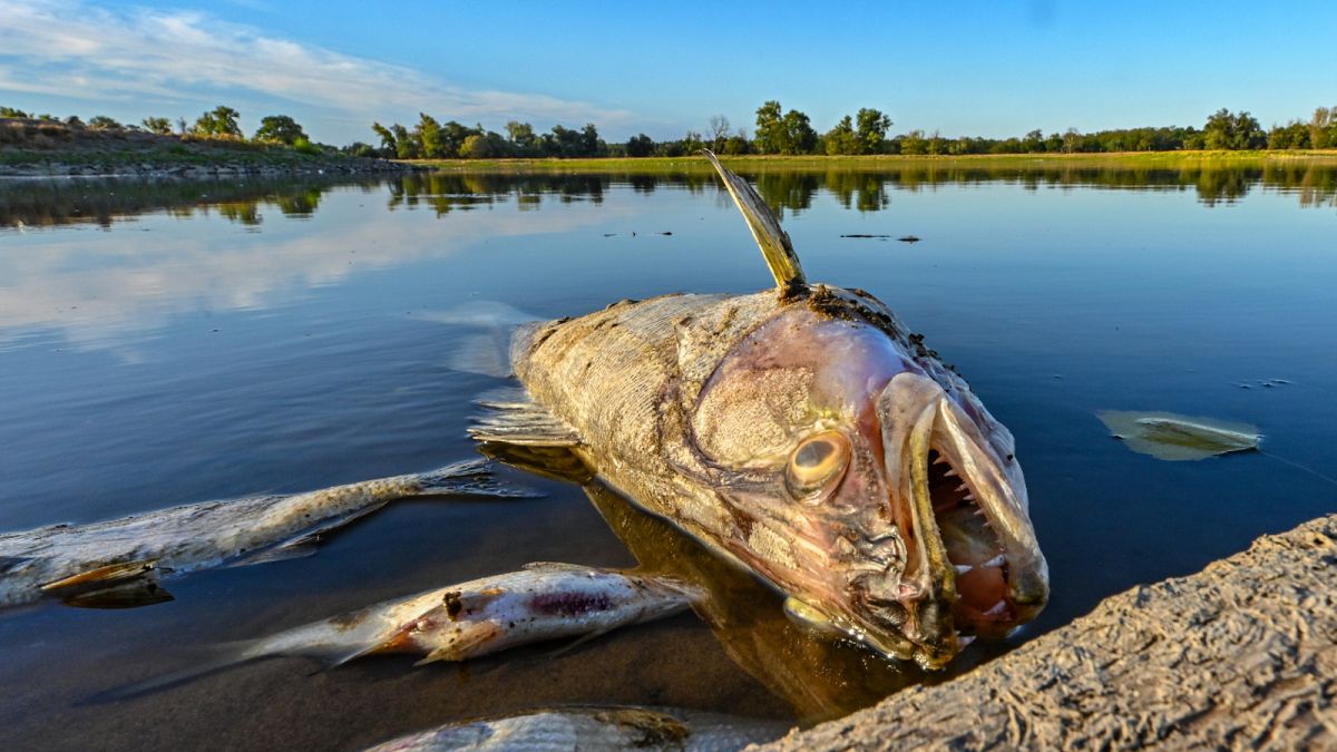 الأسماك النافقة في نهر أودر