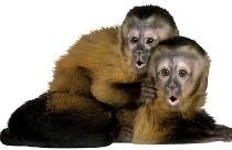 میمون‌ها