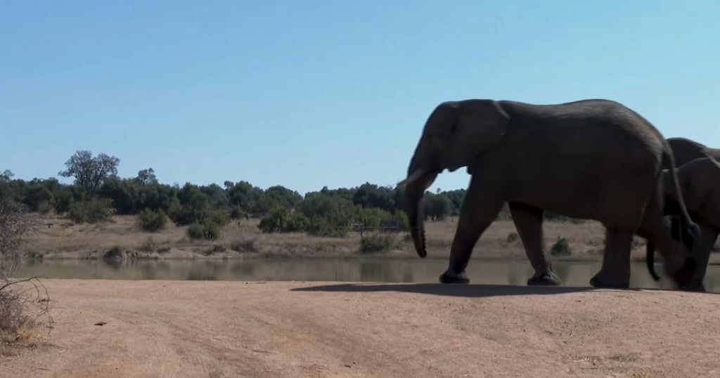 South Africa: Tourists learn about elephants on World Elephant Day