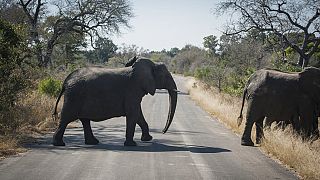 Afrique du Sud : en apprendre plus sur les éléphants