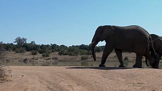 South Africa: Tourists learn about elephants on World Elephant Day