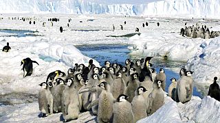 Uzmanlar, değişen iklim nedeniyle hem atmosferin hem de okyanusların ısındığına işaret ederek, buz sahanlığının erime hızının artabileceği konusunda uyardı
