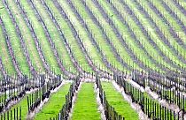  Rows of grape vines cover the valley and hillsides at Denbies Wine Estate in Dorking on the outskirts of London, Wednesday April 21, 2004.