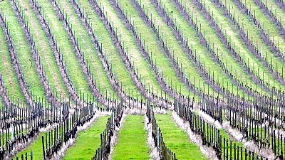 Rows of grape vines cover the valley and hillsides at Denbies Wine Estate in Dorking on the outskirts of London, Wednesday April 21, 2004.
