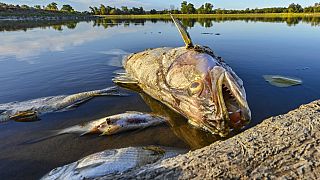 Peixe morto no rio Oder