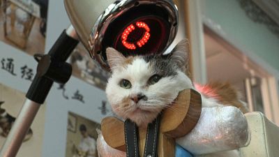 Eine Katze in China wird akupunktiert