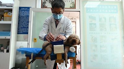 Сеанс иглотерапии для животных в Пекине