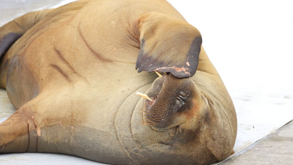 Freya the walrus: Mischievous boat-sinker euthanised in Norway