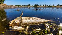 مرگ مرموز ماهی‌های رودخانه‌ای در لهستان