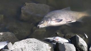 Verendete Fische in der Oder