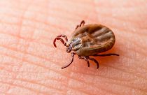 Bites from ticks carrying Lyme-causing bacteria are believed to be the cause of the disease in humans.