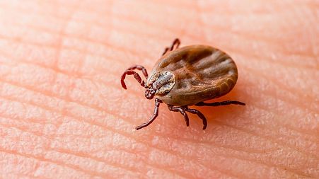 Bites from ticks carrying Lyme-causing bacteria are believed to be the cause of the disease in humans.