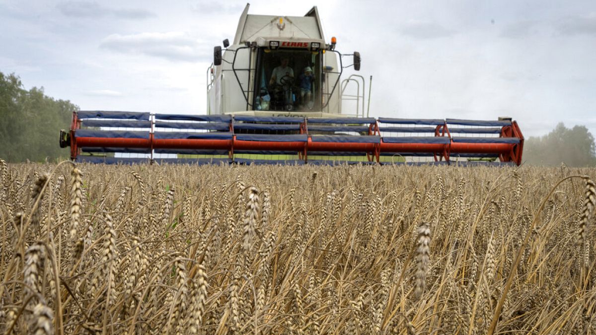 Ukrayna'da tahıl ihracatı ve üretimi Rus işgali nedeniyle sert düştü