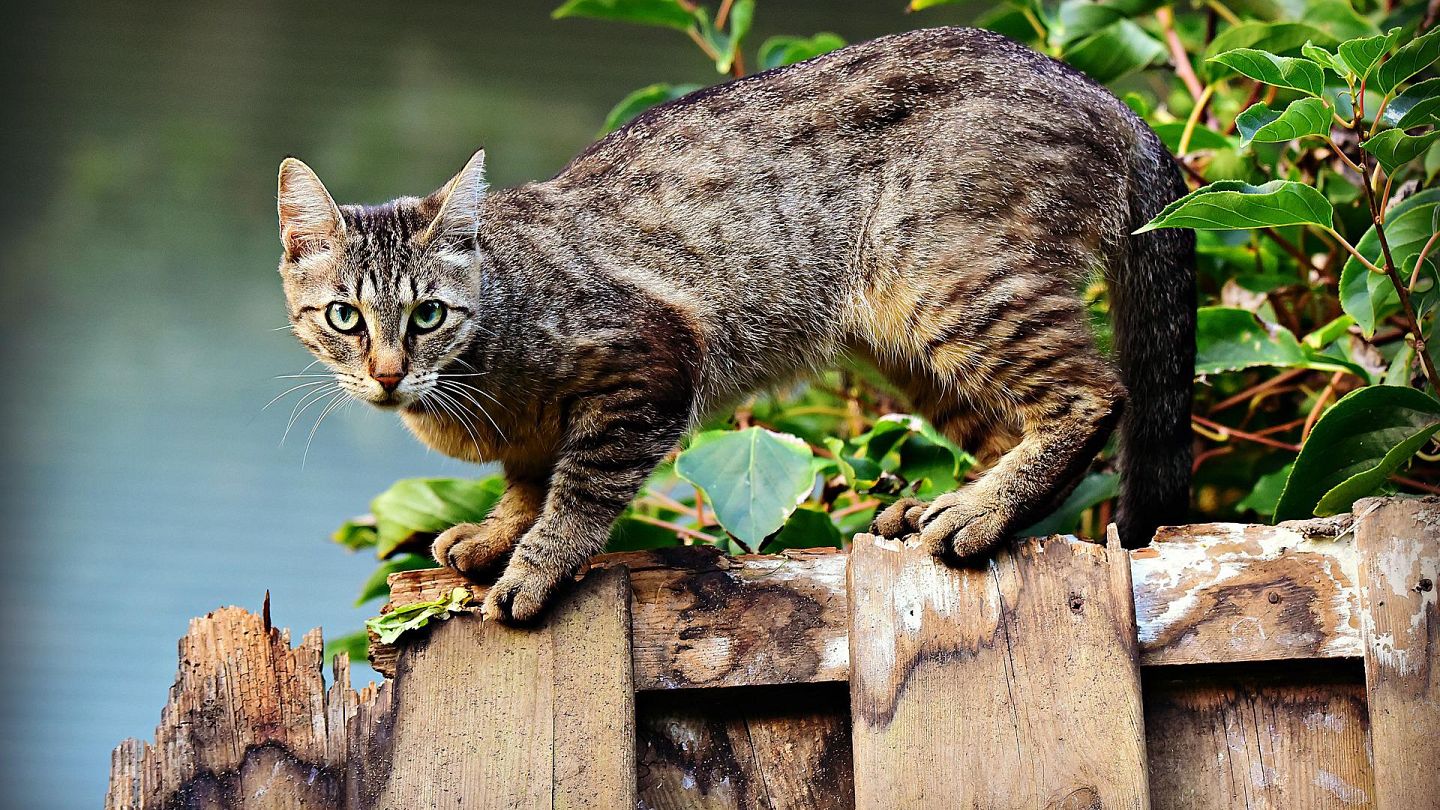 Cats Comes to Germany - Germany