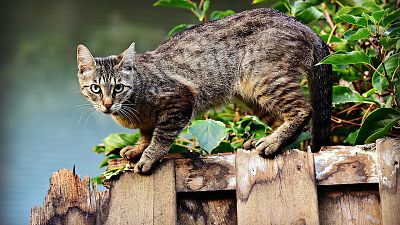 Cats in Walldorf were only allowed out while accompanied and on a leash