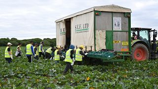 The UK's agriculture sector has seen the sharpest decline in EU workers, according to the report