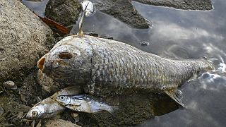 Νεκρά ψάρια στις όχθες του ποταμού Όντερ