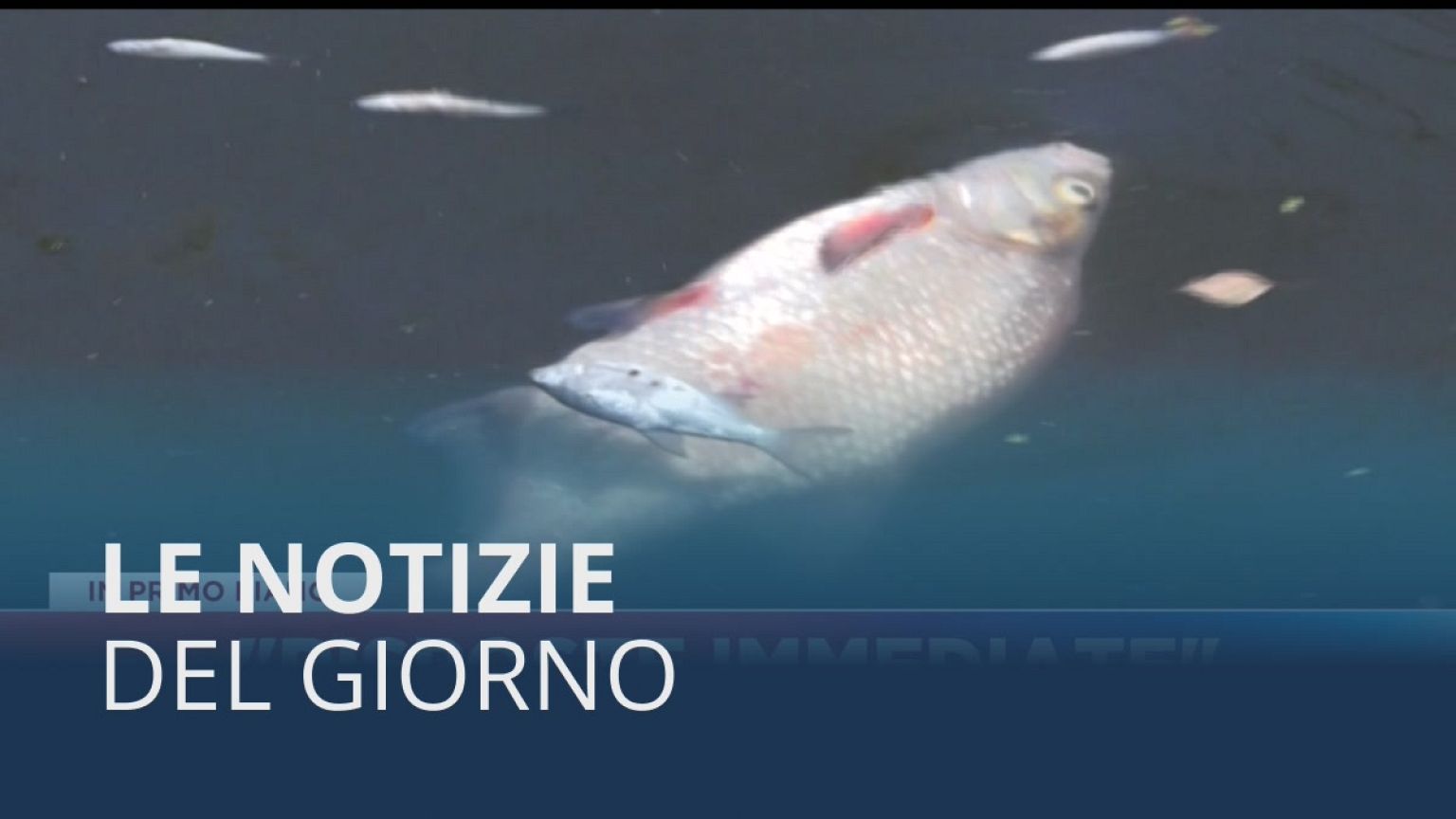 Le notizie del giorno | 15 agosto - Serale