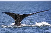Хвост кита в Атлантическом океане