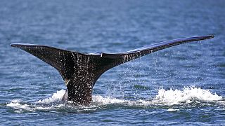 Хвост кита в Атлантическом океане