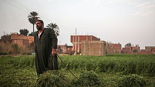 مزارع يقف في مزرعته في جزيرة الوراق، جنوب غربي القاهرة، مصر، الثلاثاء 10 مارس 2015 