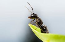 A new study has found that ants can protect crops from pests.