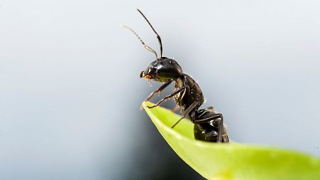 A new study has found that ants can protect crops from pests.