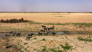 الجفاف يهدد مناطق واسعة من العراق