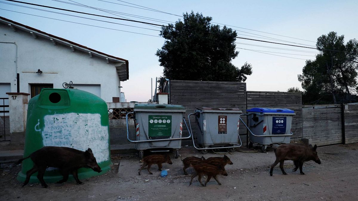 مجموعة من الخنازير البرية تسير بجانب صناديق القمامة بشرق مدينة برشلونة الإسبانية، 3 أغسطس/ آب 2022. 