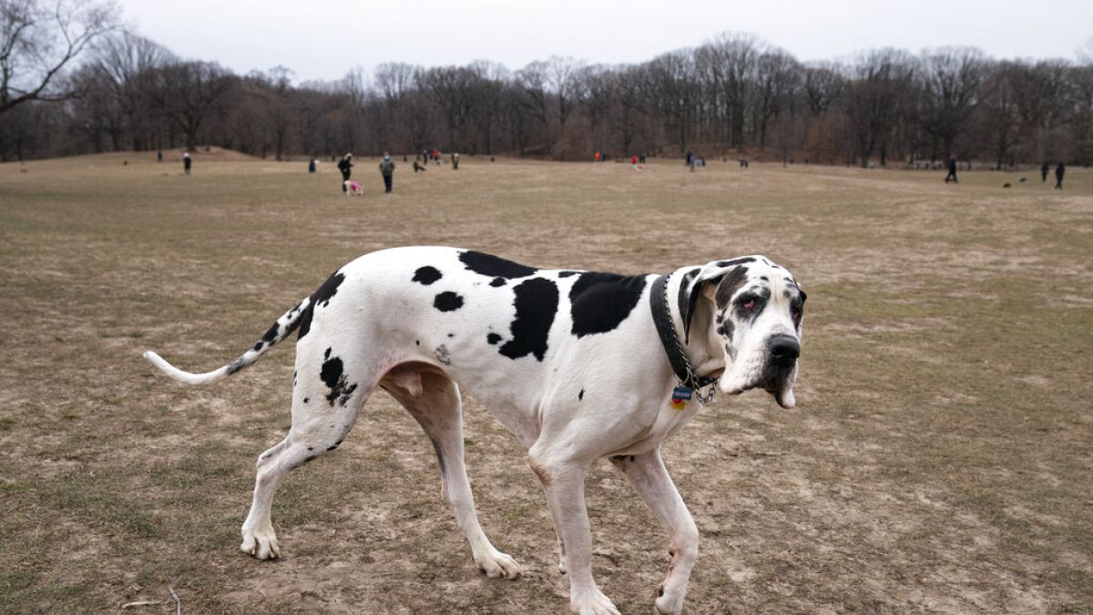 Dane dog - eine Deutsche Dogge - Symbolbild