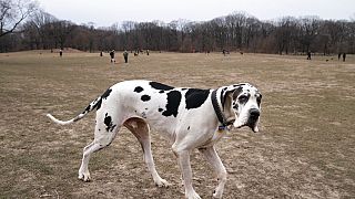 Dane dog - eine Deutsche Dogge - Symbolbild