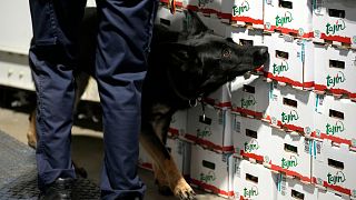 A customs agent works with a drug sniffer dog in the Port of Antwerp on Aug. 17, 2022.
