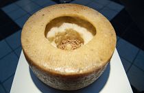 Casu Marzu – maggot-infested cheese from Sardinia is displayed at the Disgusting Food Museum in Malmo, Sweden