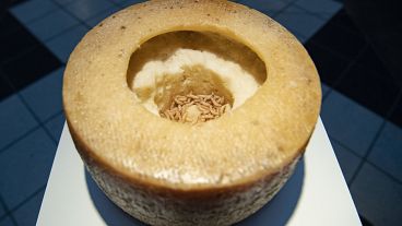 Casu Marzu – maggot-infested cheese from Sardinia is displayed at the Disgusting Food Museum in Malmo, Sweden