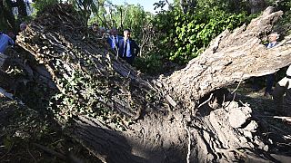 Árbol caído tras una tormenta en la isla de Córcega, en Francia.