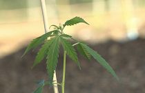 Serão desenvolvidos seis produtos diferentes, quatro sob a forma de flores de canábis secas e dois produtos de haxixe, cada um com níveis diferentes de THC e de canabidiol.